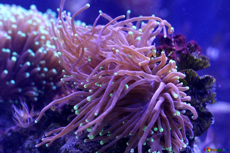 Coral submarino anémona de mar acuario biología marina №53760