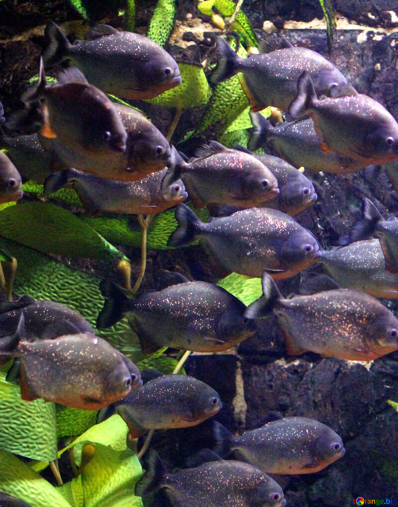Un grupo de biología marina de peces con aletas radiadas. №53942