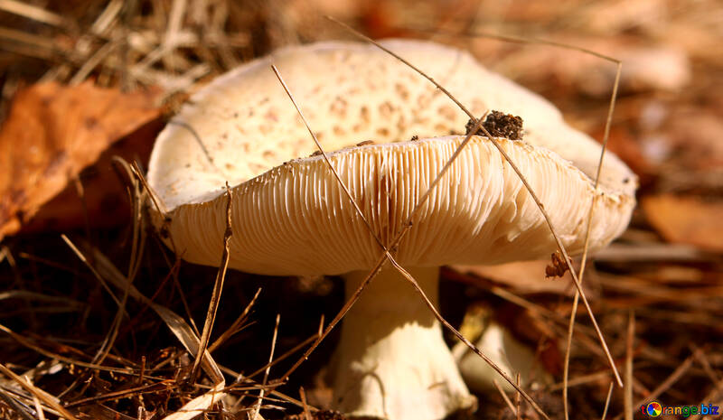 Mushroom №53277
