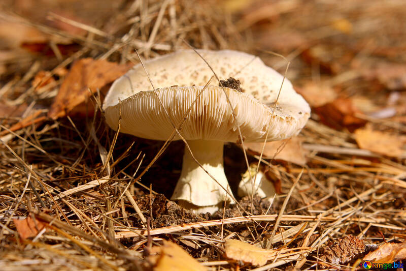 Mushroom №53279