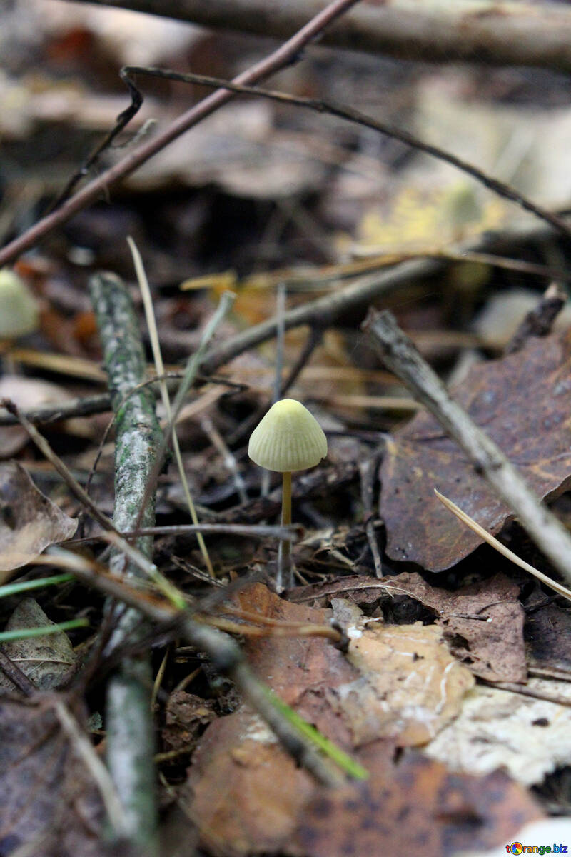 mushroom on forest floor №53315