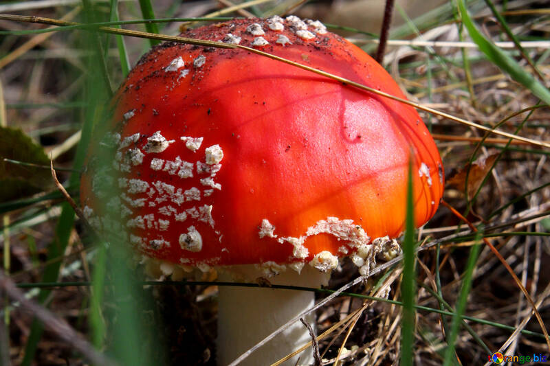 Mushroom in grass red №53332