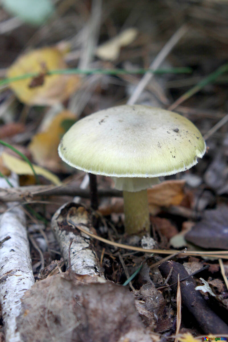 A mushroom growing amongst leaf litter №53318
