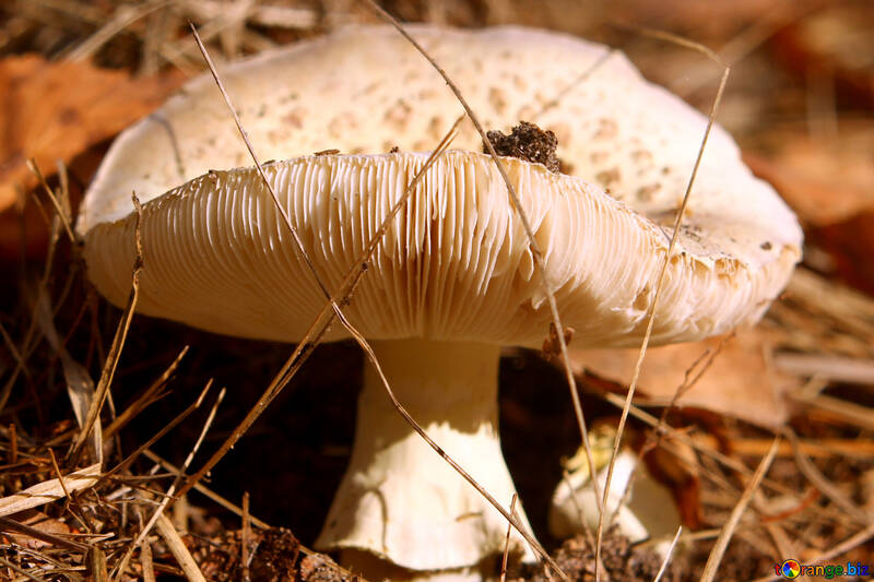 Mushroom №53278