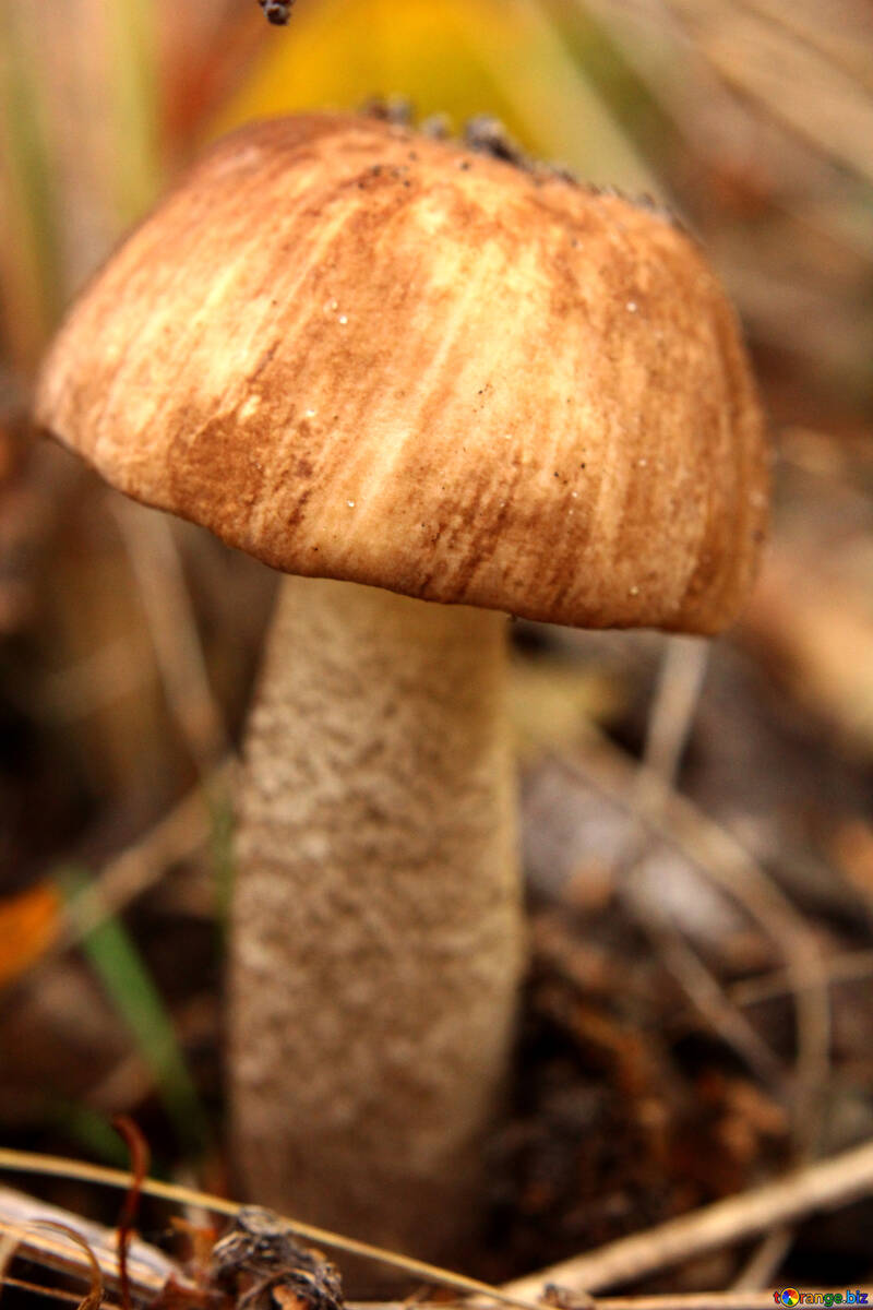 mushroom №53262