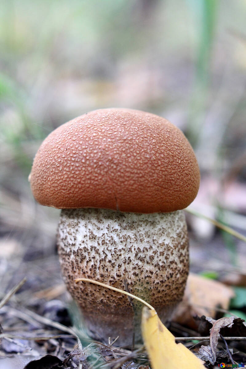 brown mushroom №53343