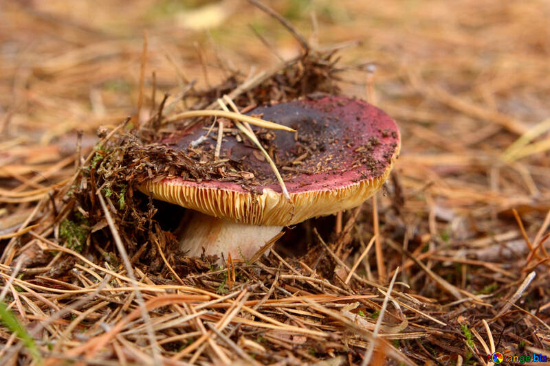 mushroom ground №53287
