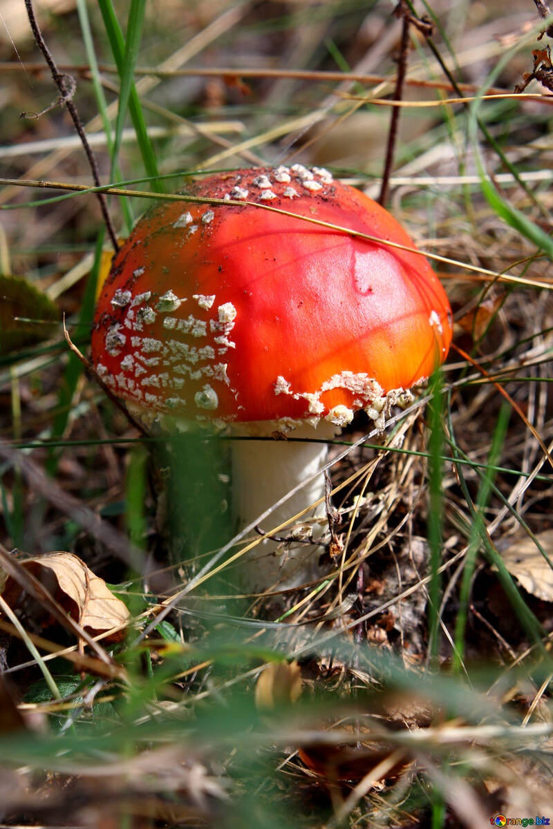 red mushroom №53333