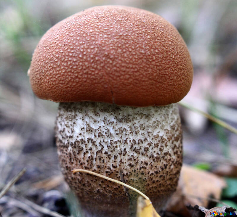 A close up of a mushroom natural landscape orange macro photography edible mushroom №53342