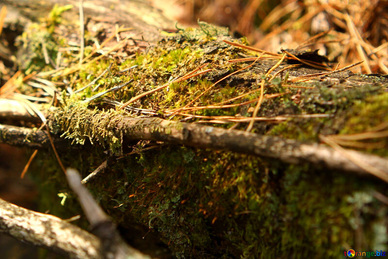 A fallen tree with some branches next to it grass roots bark green flora branches moss can be used in nature project №53291
