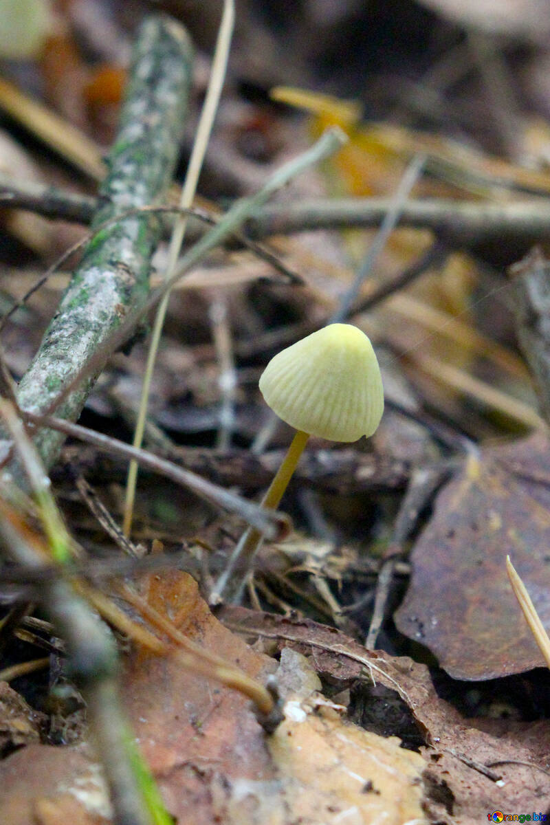 Petite plante de bâton de champignon №53314