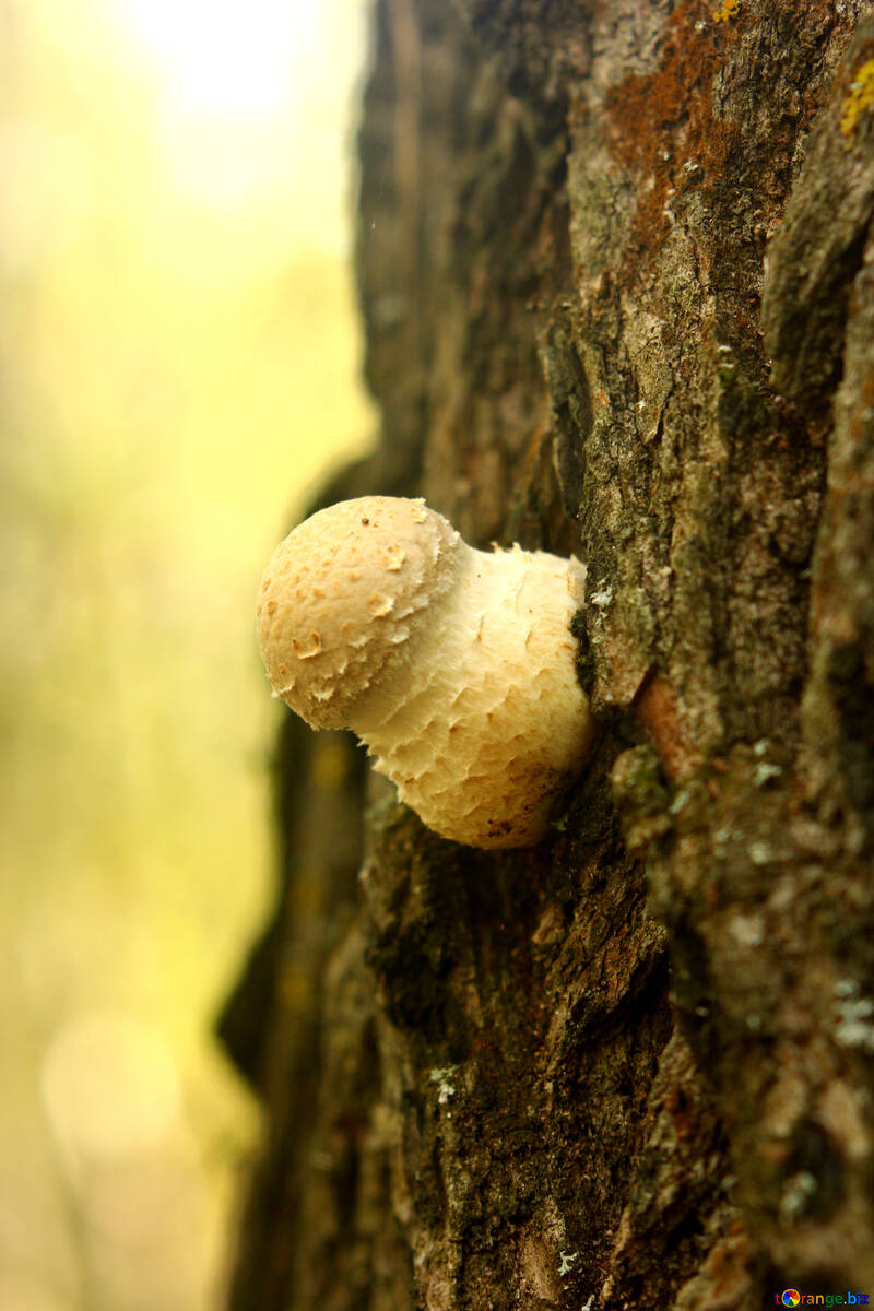 Cogumelo na casca de uma árvore №53305
