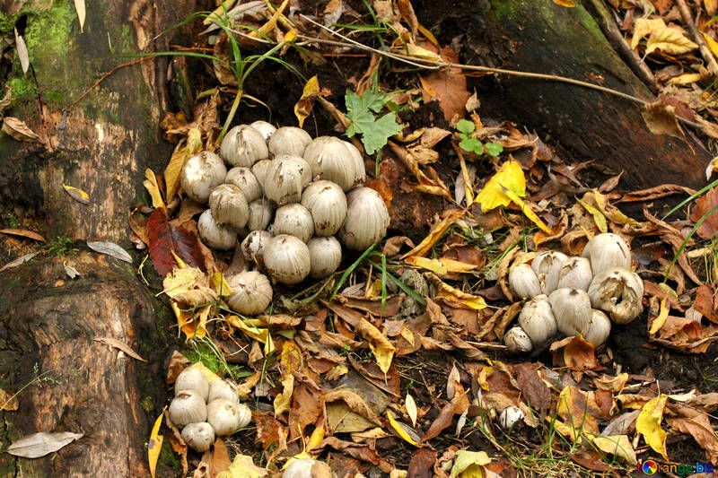 Cogumelos em uma floresta №53732