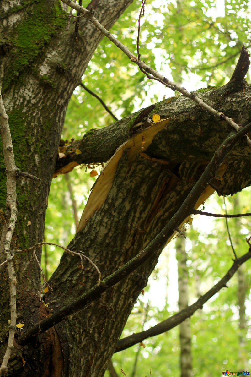 Una rama de un árbol en un bosque con enredaderas colgando hojas verdes №53729