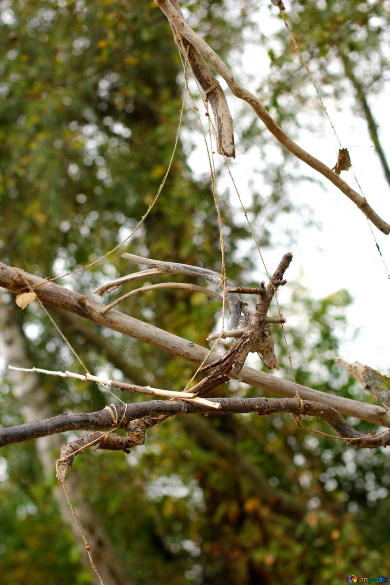 Arbre bâtons branches de bois №53751