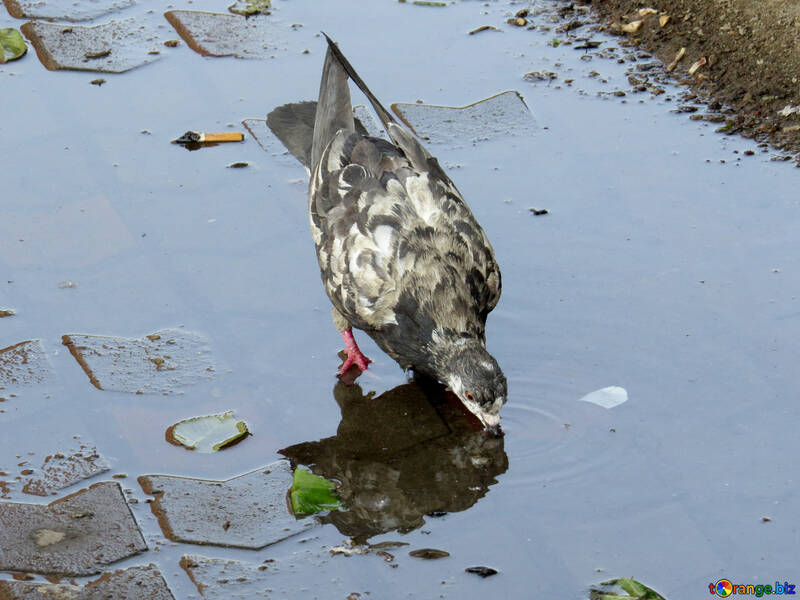 Pigeon drinking water №53400