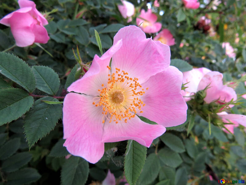 Pink flower №53437