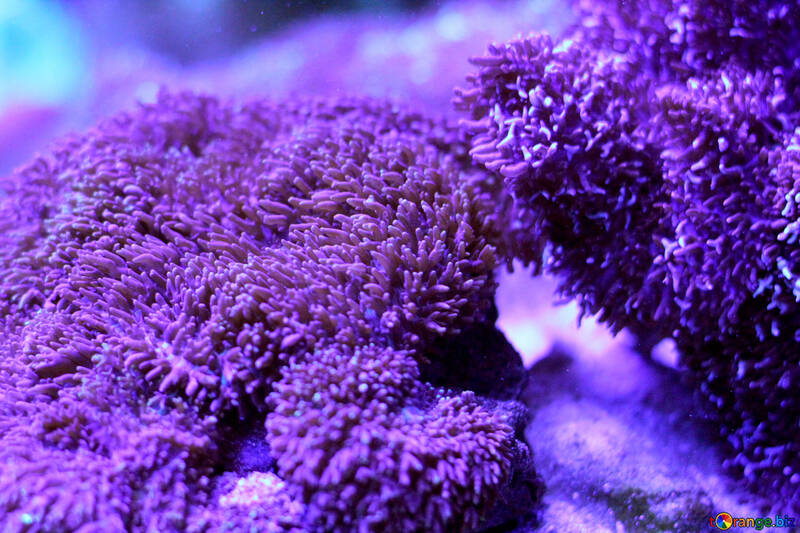 海の紫色の植物 №53777
