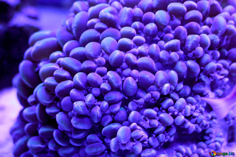 Piedras de color púrpura №53771