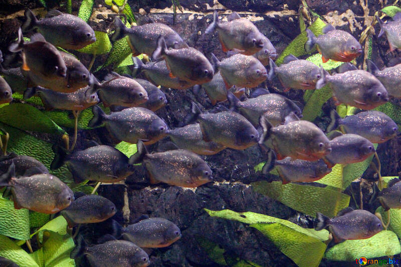 Eine Gruppe von bunten Fischen lila violette Meeresbiologie unter Wasser №53943