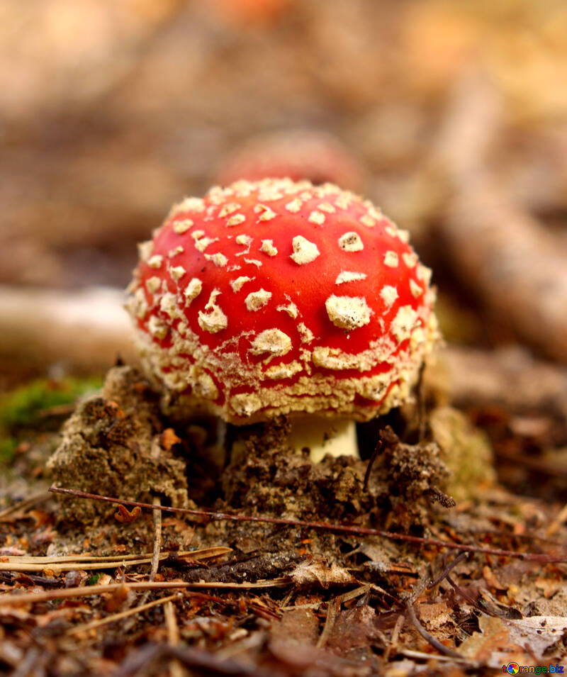 Red spotted Mushroom №53271