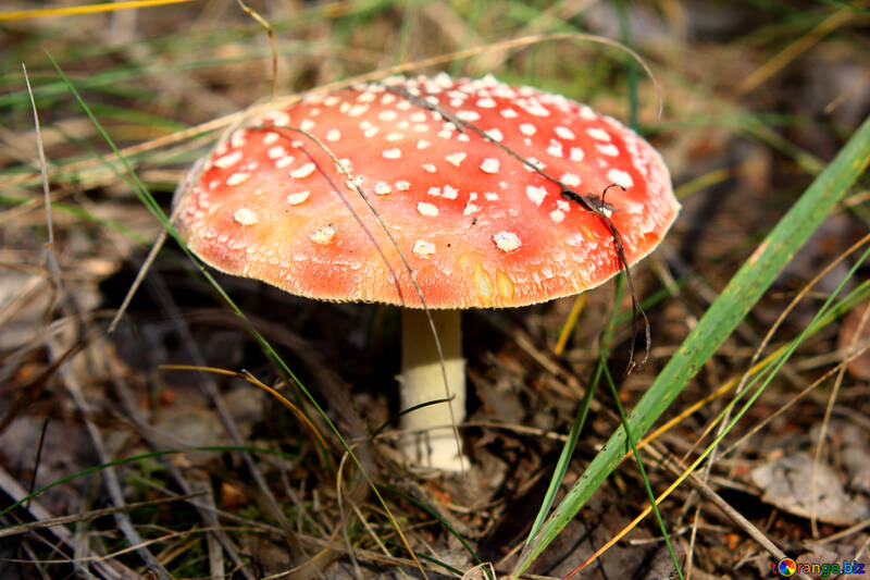 Cogumelo vermelho com manchas brancas №53311