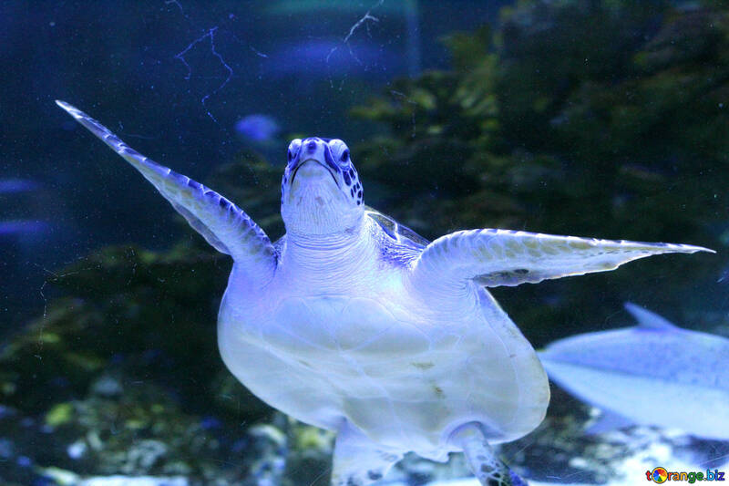 Морська черепаха №53807