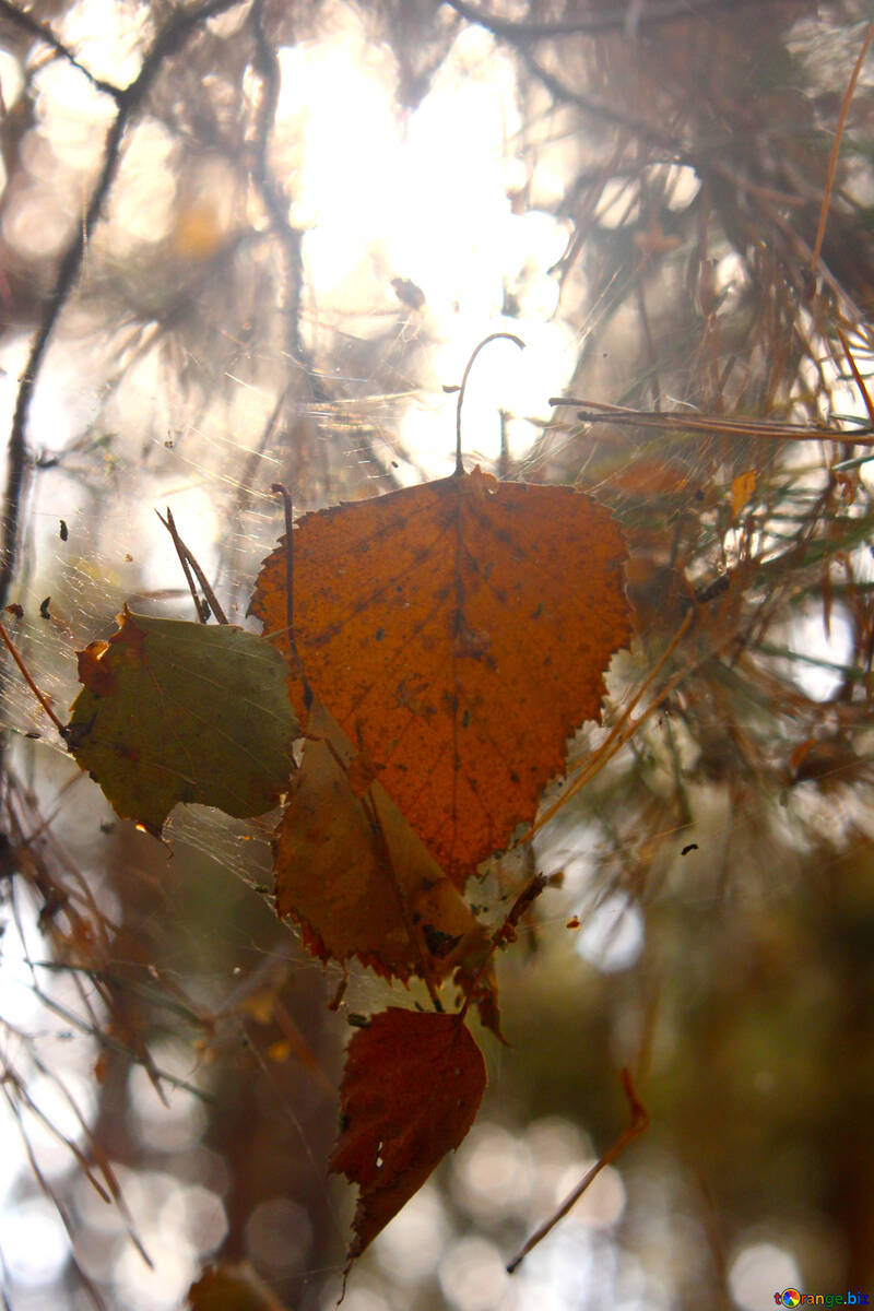 Hojas en una telaraña naturaleza hoja de otoño №53285