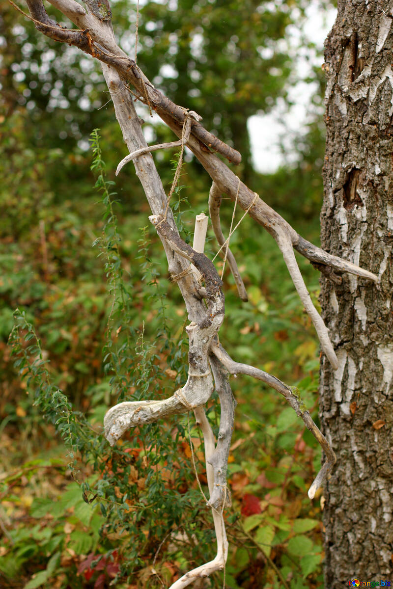 Палички на дереві Гілка парових гілок №53750