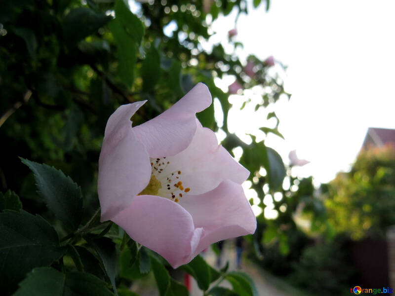 White  pink blossom flower №53435