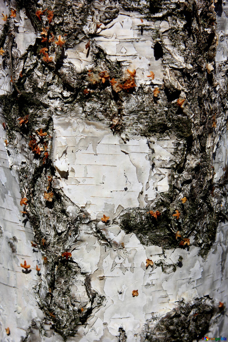 Casca de árvore de vidoeiro №53331