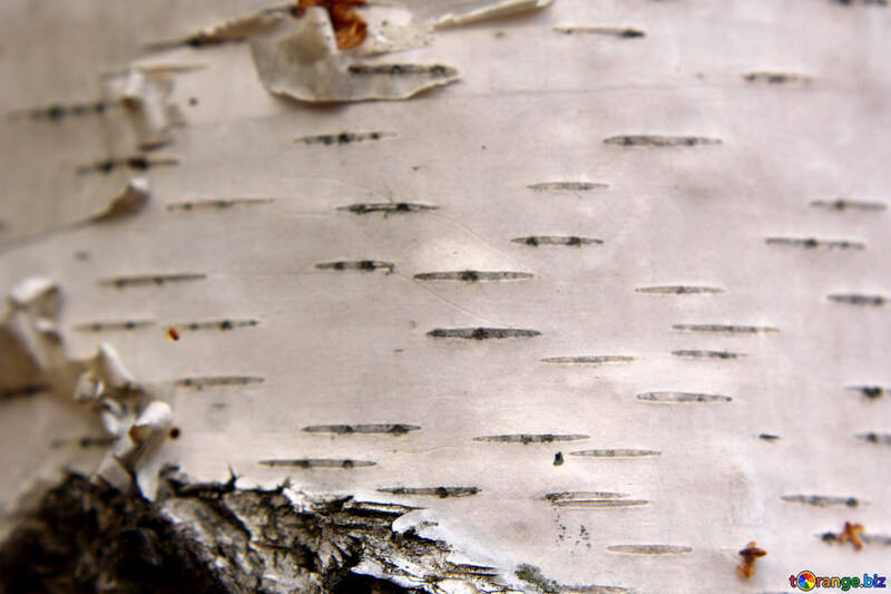 Corteza de árbol limo pedazo de papel №53269