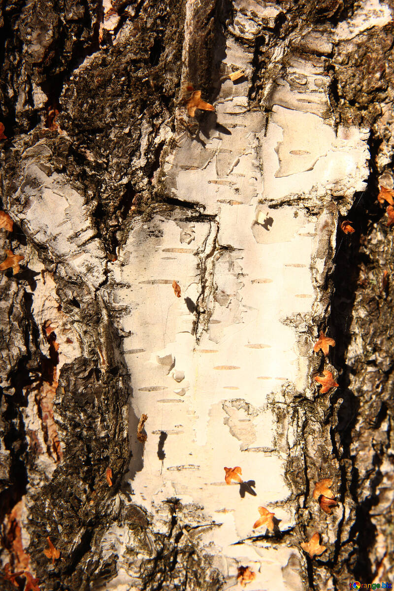 Tree bark silver birch №53267