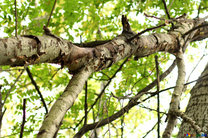Branche d`arbre et feuilles №53730