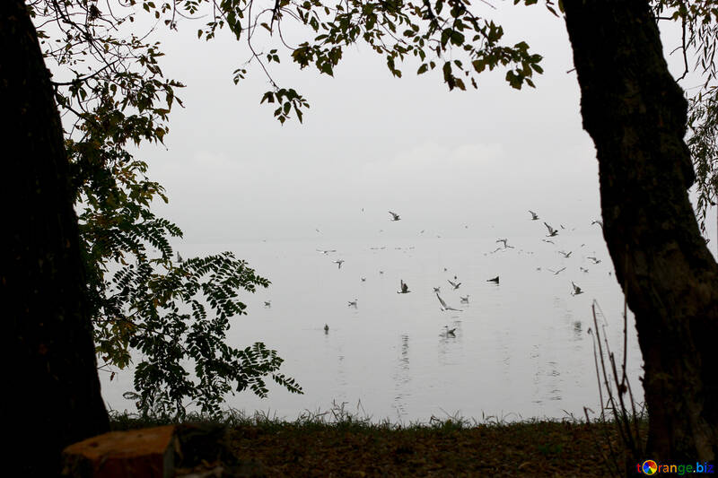 Eine Nahaufnahme eines Baumes klarer Himmel Vögel auf einem Teich Silhouetten №53735
