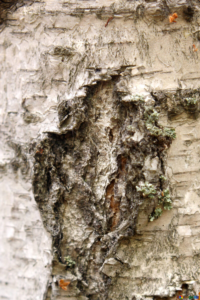 Vecchio ceppo di albero in legno №53308