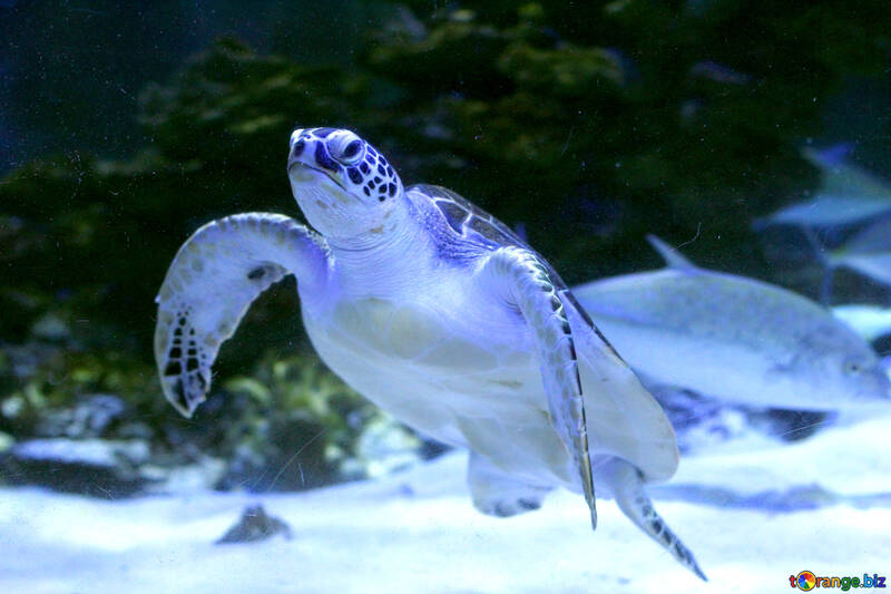 Eine Schildkröte, die unter Wasserwasserreptil schwimmt, das großes Blau schwimmt №53806