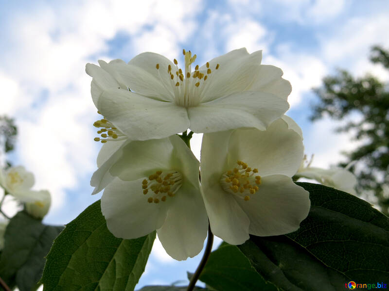 Una flor blanca contra el cielo №53430