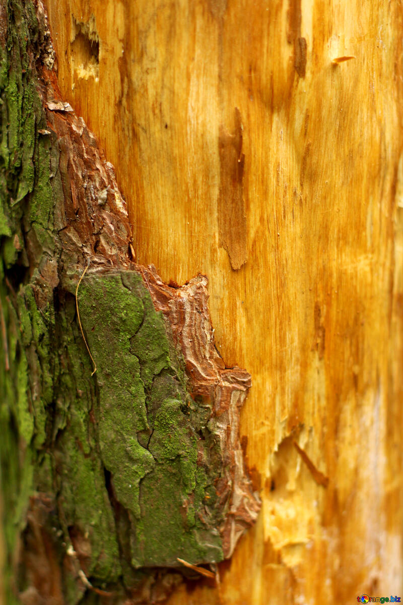 Tronco de árbol de madera marrón №53725