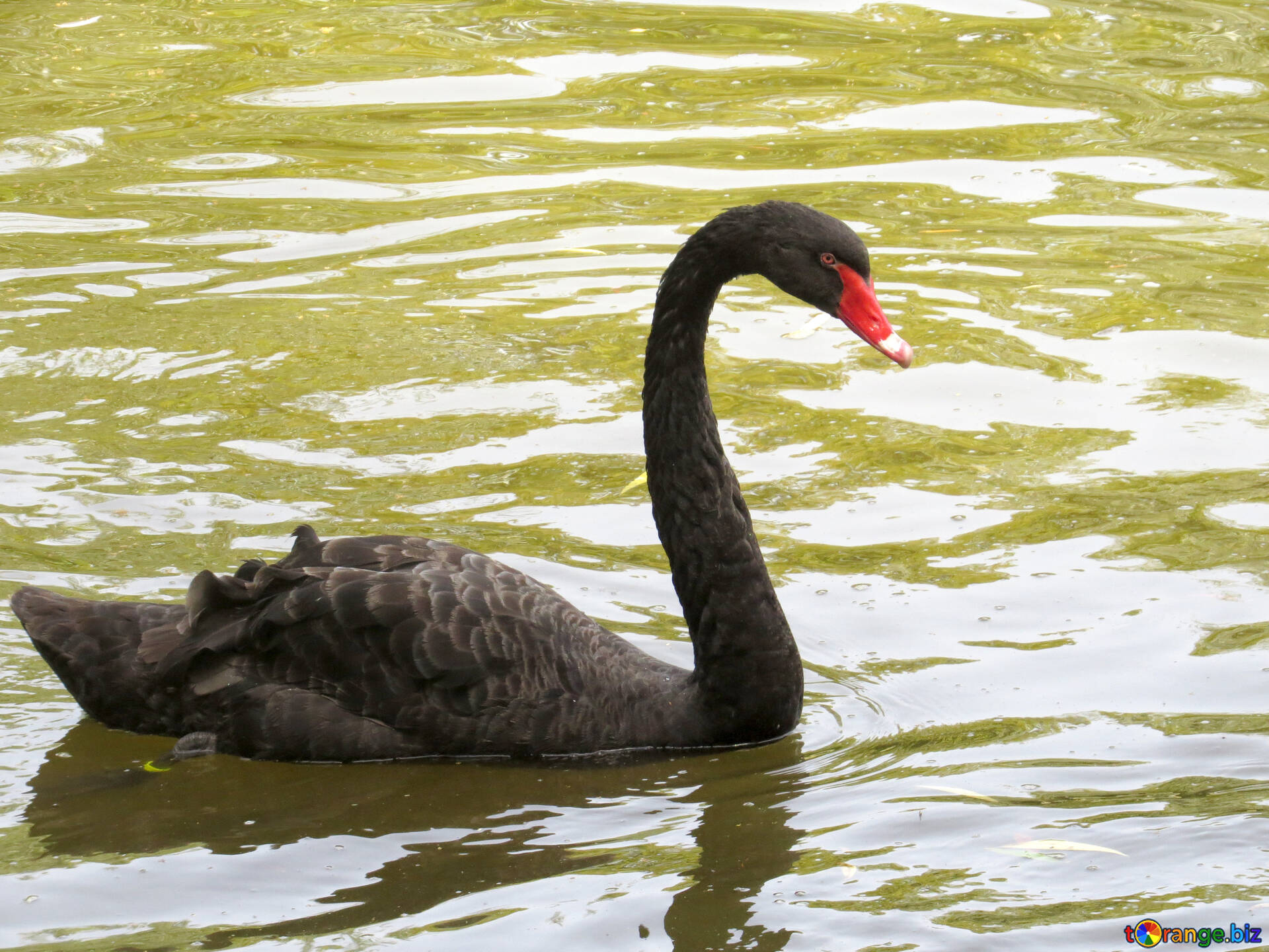 Black image black swan images park № | torange.biz ~ free pics cc-by license