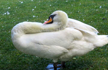 A beautiful white swan. №54210
