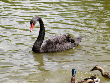 Black swan and ducks on river №54336