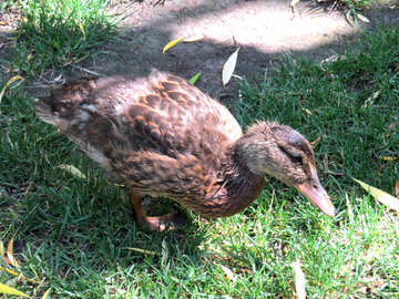 Pato para comer sobre una hierba №54274