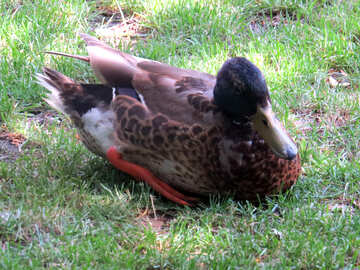 A duck sleeping in grass №54241
