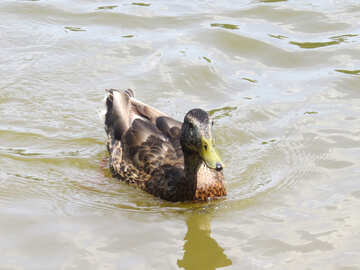 Die Ente im Wasser №54334