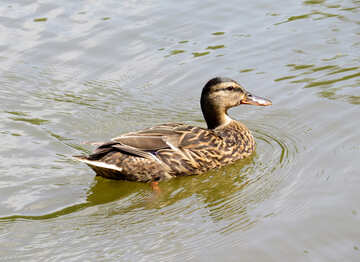 duck water №54364