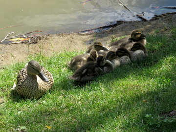 ducklings and duck and can use it as a wallpaper №54260