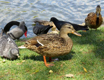 Ducks №54368