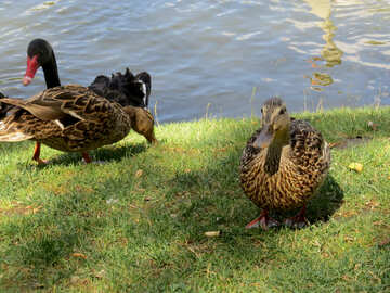 Patos e cisnes perto de uma lagoa. №54370