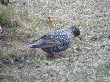bird on the ground №54187